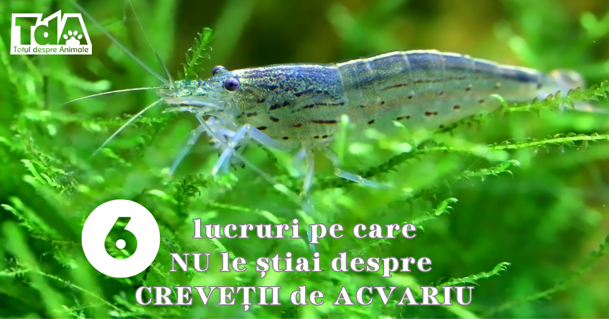 6 lucruri pe care NU le știai despre CREVEȚII de ACVARIU - Totul despre ...
