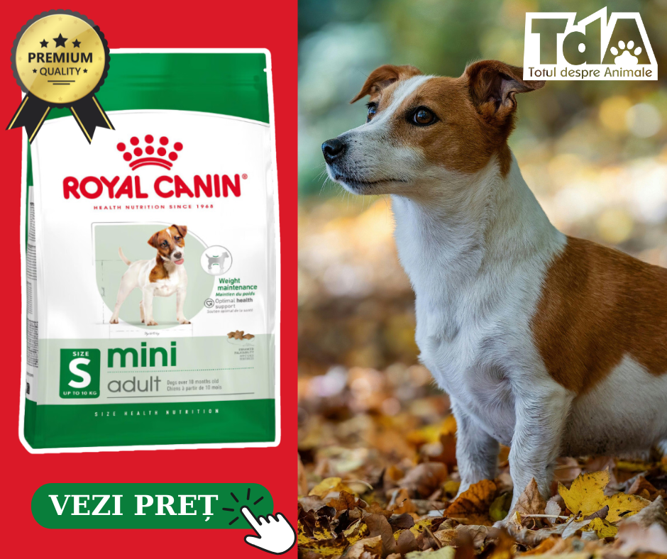 Royal Canin Mini Adult - cea mai bună hrană pentru câinii de talie mică