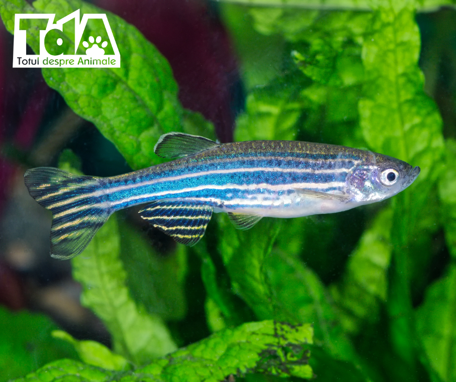 Top 10 pești ornamentali ușor de îngrijit Danio Zebra Top 10 pești ornamentali ușor de îngrijit Danio Zebra