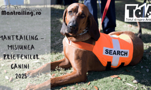 Mantrailing – Misiunea Prietenilor Canini