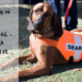 Mantrailing – Misiunea Prietenilor Canini