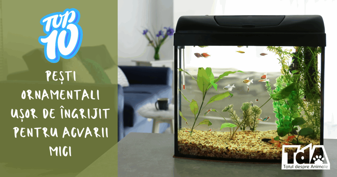 Top 10 pești ornamentali ușor de îngrijit pentru acvarii mici
