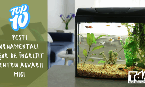 Top 10 pești ornamentali ușor de îngrijit pentru acvarii mici