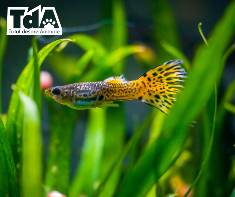 Top 10 pești ornamentali ușor de îngrijit pentru acvarii mici Guppy Top 10 pești ornamentali ușor de îngrijit pentru acvarii mici Guppy