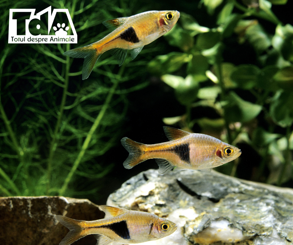 Rasbora Harlequin (Trigonostigma heteromorpha) Rasbora Harlequin (Trigonostigma heteromorpha)