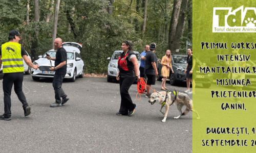 Primul Workshop intensiv Mantrailing.ro – Misiunea Prietenilor Canini