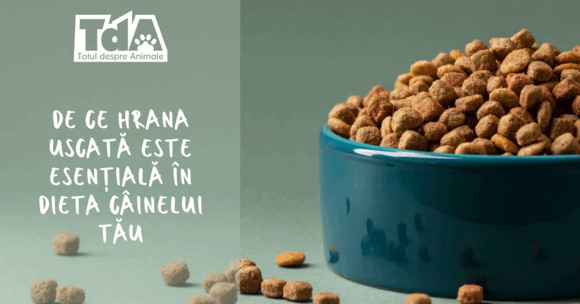 De ce hrana uscată este esențială în dieta câinelui tău