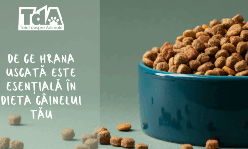 De ce hrana uscată este esențială în dieta câinelui tău