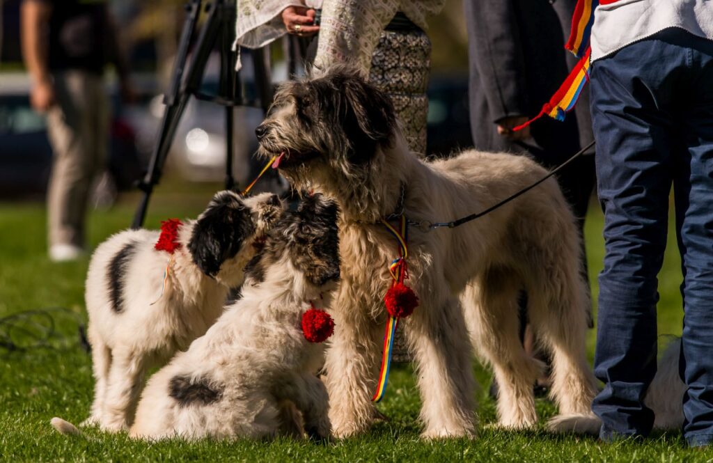 Ciobănesc Românesc Mioritic