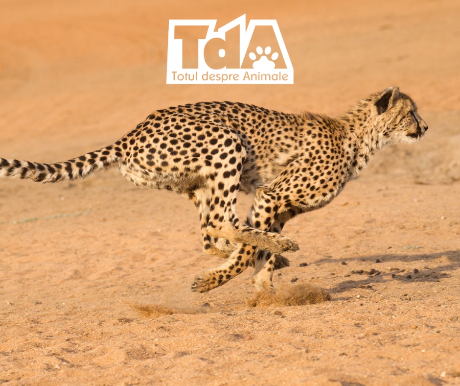 Ziua Internațională a ghepardului - 4 decembrie