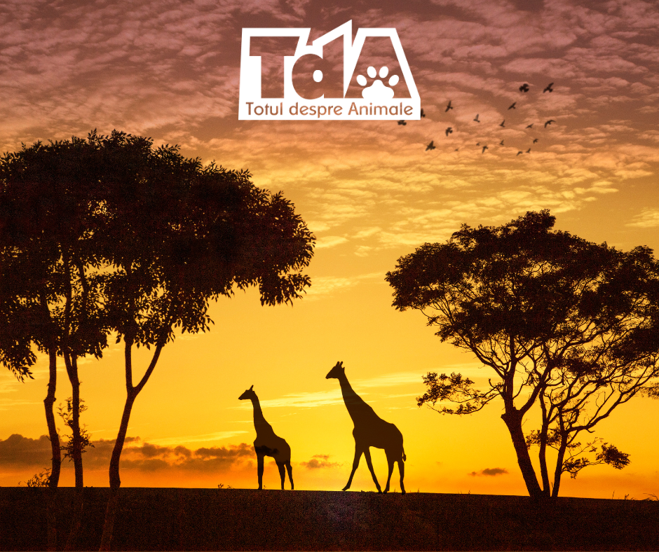 Ziua Mondială a Conservării Faunei Sălbatice, celebrată pe 4 decembrie