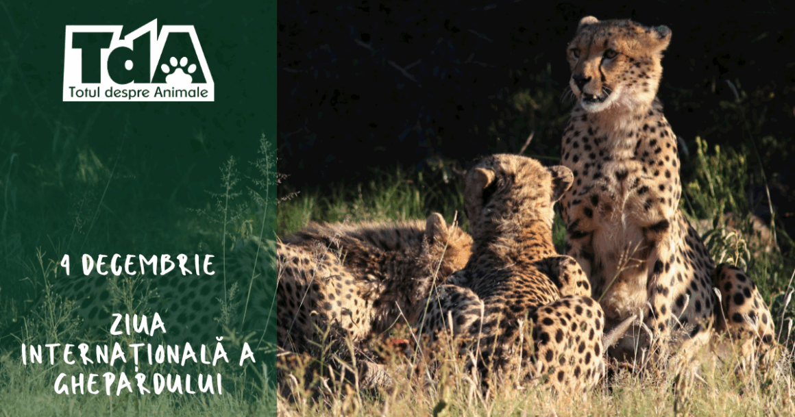 Ziua Internațională a Ghepardului: o cursă contra cronometru pentru salvarea unei specii emblematice