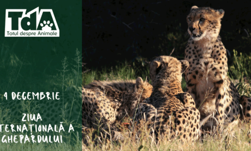 Ziua Internațională a Ghepardului: o cursă contra cronometru pentru salvarea unei specii emblematice