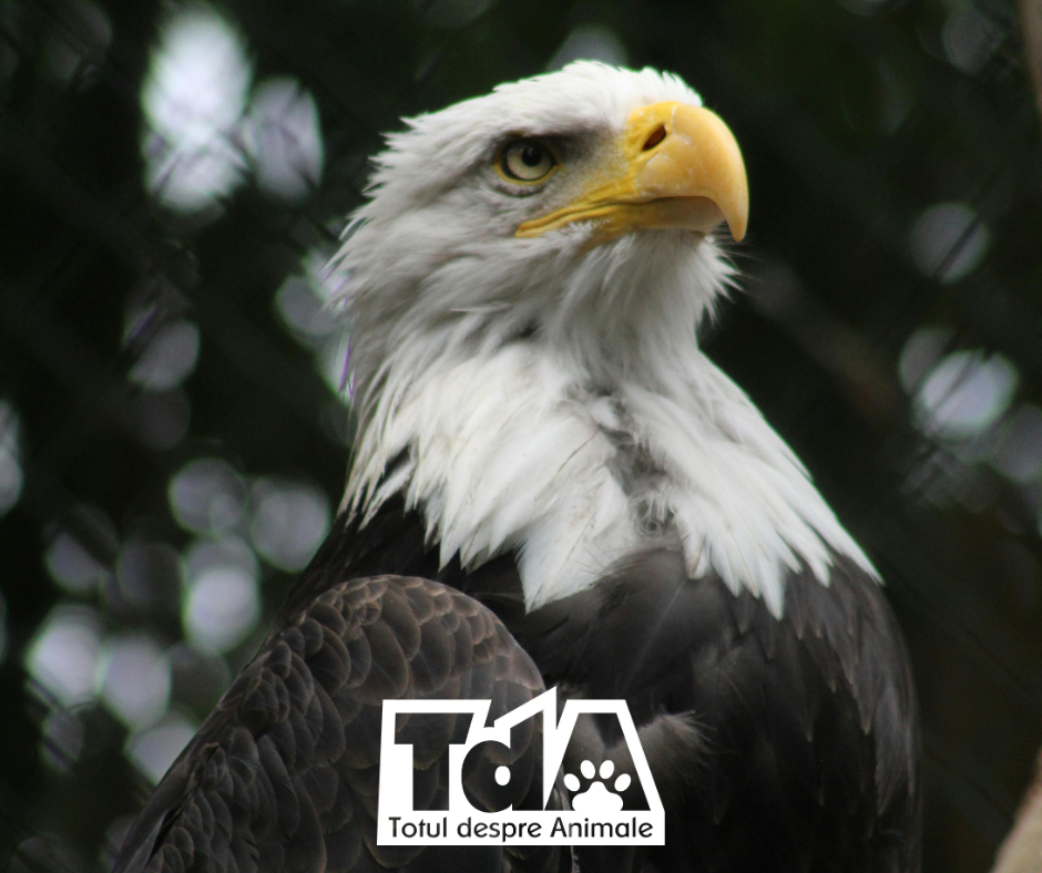 Ziua Mondială a Conservării Faunei Sălbatice