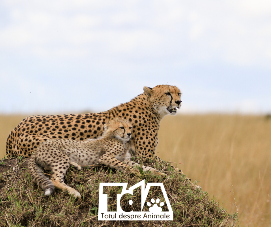 Ziua Internațională a ghepardului (International Cheetah Day)