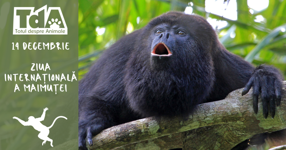 Ziua Internațională a Maimuței
