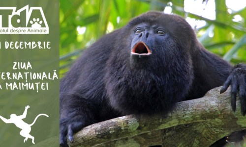 Ziua Internațională a Maimuței