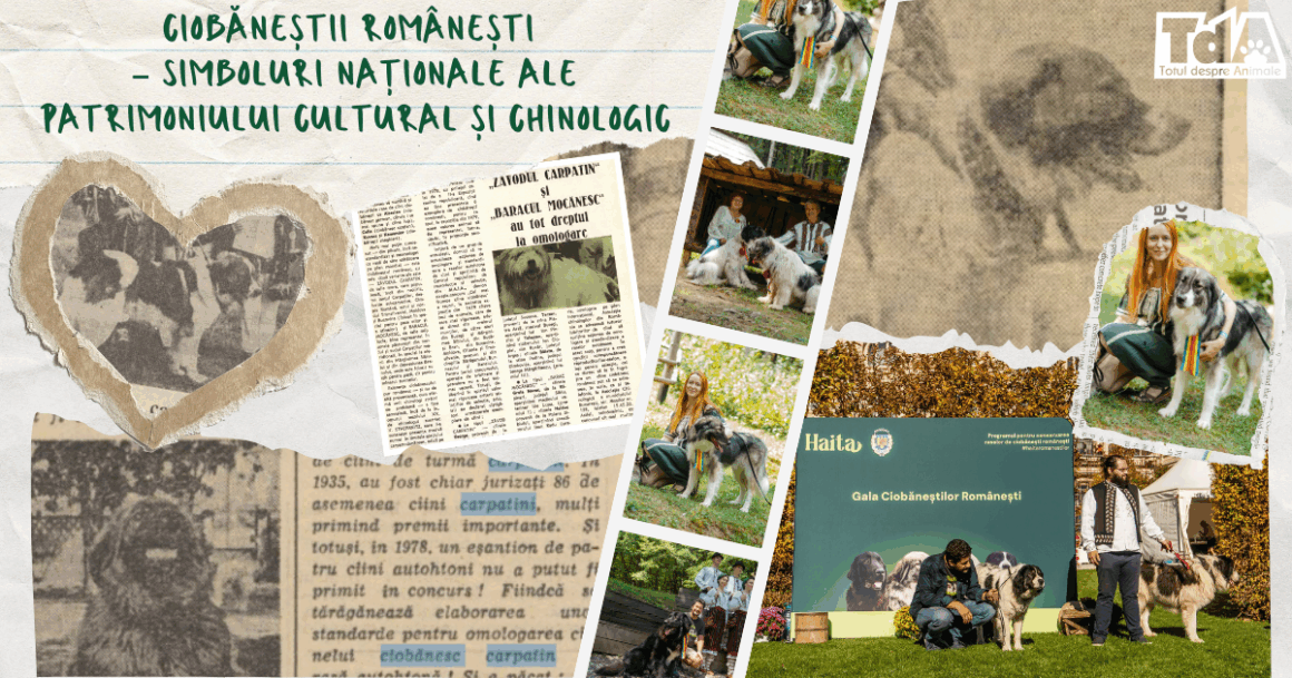 Ciobăneștii Românești – simboluri naționale ale patrimoniului cultural și chinologic