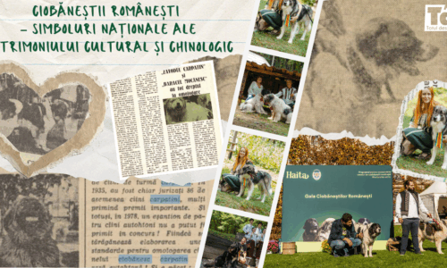 Ciobăneștii Românești – simboluri naționale ale patrimoniului cultural și chinologic
