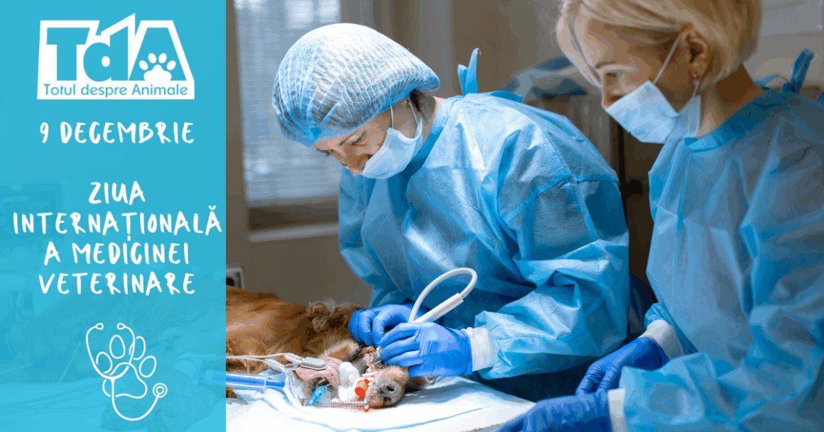 Ziua Internațională a Medicinei Veterinare – scurtă călătorie prin istoria vindecării animalelor, de la primele atestări la medicina modernă