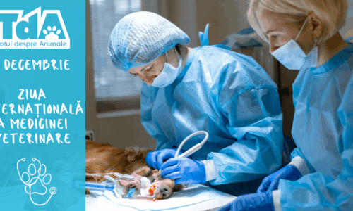 Ziua Internațională a Medicinei Veterinare – scurtă călătorie prin istoria vindecării animalelor, de la primele atestări la medicina modernă