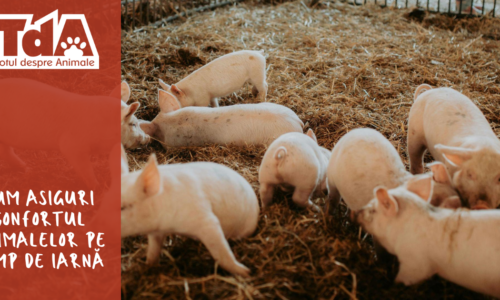 Cum asiguri confortul animalelor pe timp de iarnă