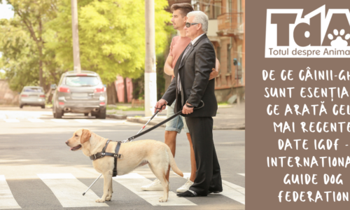 Ziua Internațională a Câinilor-Ghid 2026