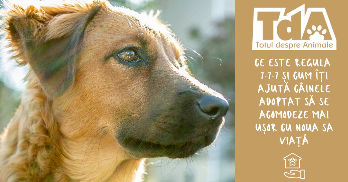 Regula 7-7-7 pentru câini: cum îți ajuți câinele adoptat să se adapteze mai ușor