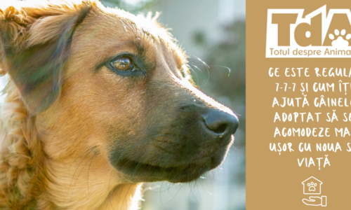 Regula 7-7-7 pentru câini: cum îți ajuți câinele adoptat să se adapteze mai ușor