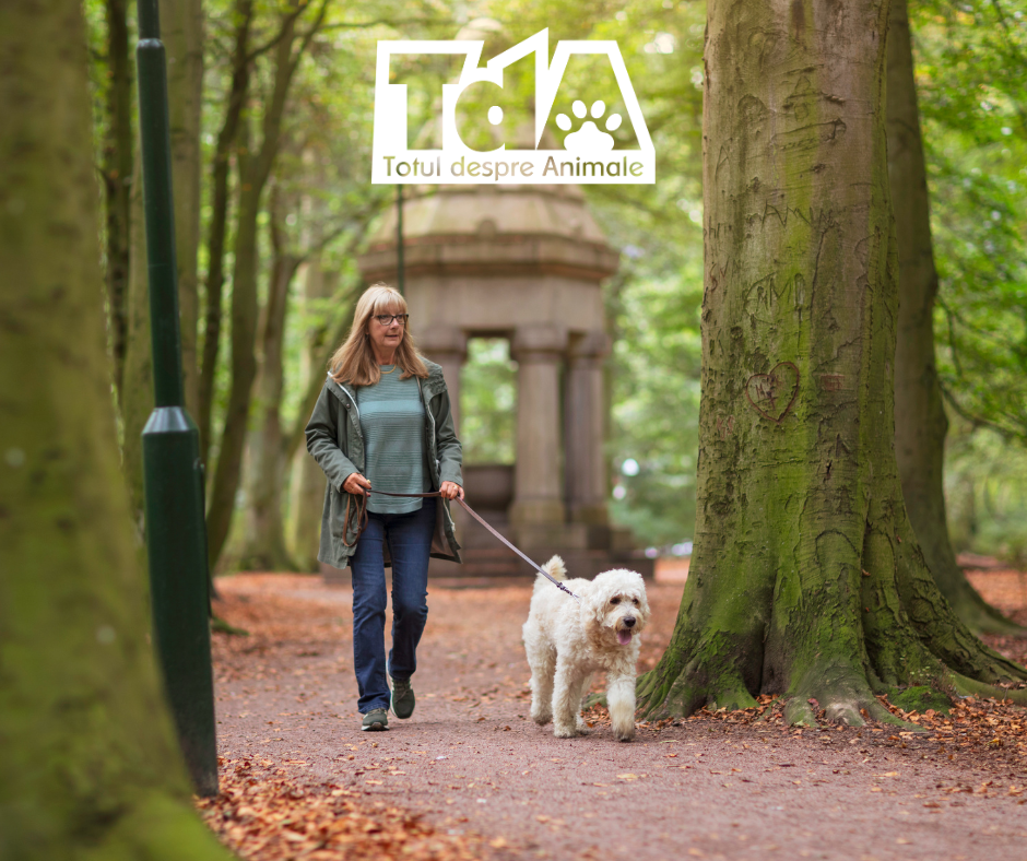 regula 777 caine la plimbare