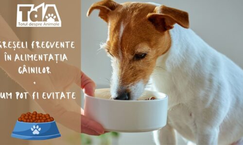 Greșeli frecvente în alimentația câinilor și cum pot fi evitate