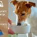 Greșeli frecvente în alimentația câinilor și cum pot fi evitate