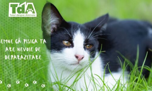 Semne că pisica ta are nevoie de deparazitare
