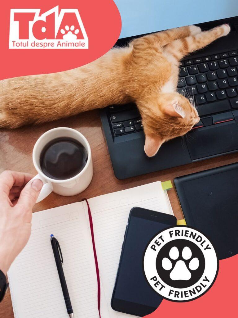 Birourile pet-friendly