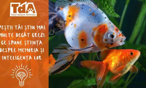 Peștii tăi știu mai multe decât crezi: ce spune știința despre memoria și inteligența lor