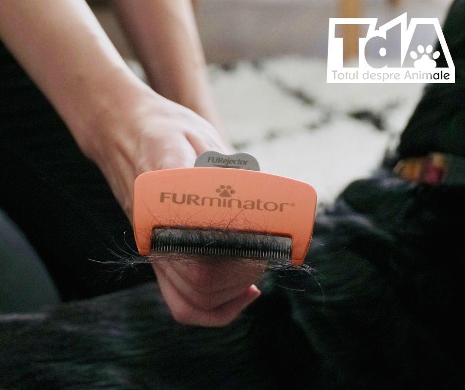 Ce este deShedding și cum te ajută FURminator să îngrijești corect blana câinelui sau pisicii Ce este deShedding și cum te ajută FURminator să îngrijești corect blana câinelui sau pisicii