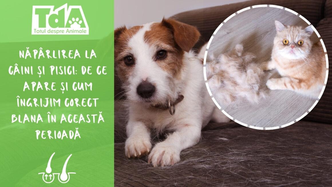 Năpârlirea la câini și pisici: de ce apare și cum îngrijim corect blana în această perioadă