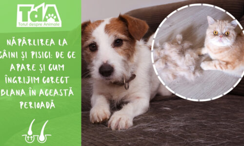 Năpârlirea la câini și pisici: de ce apare și cum îngrijim corect blana în această perioadă