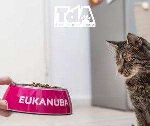 năpârlirea la pisici hrană Eukanuba năpârlirea la pisici hrană Eukanuba