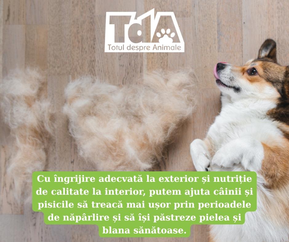 Năpârlirea la câini și pisici: de ce apare și cum îngrijim corect blana în această perioadă Năpârlirea la câini și pisici: de ce apare și cum îngrijim corect blana în această perioadă
